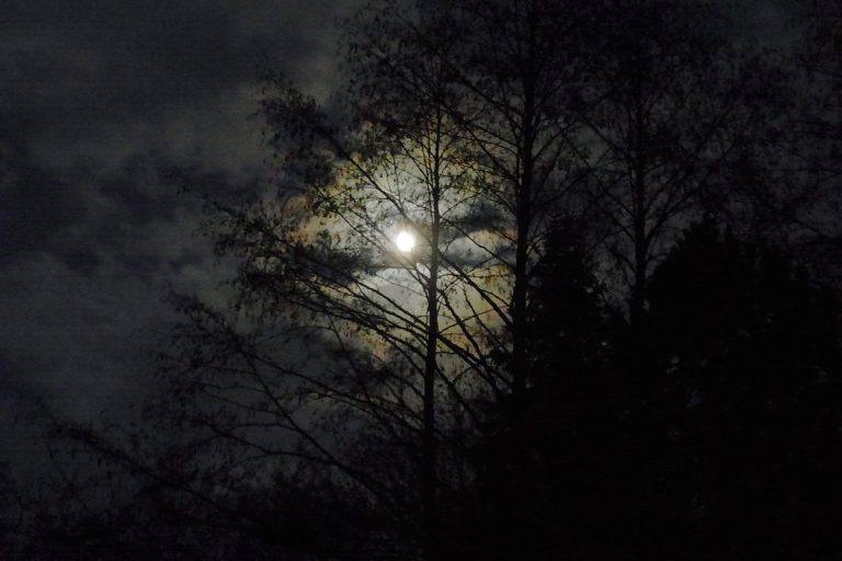 holdfény-erdőben